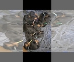 Litter of 9 - Male(s) and Female(s) Doberman PinscherLitter of Puppies for Sale - Small photo
