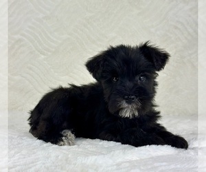 Schnauzer (Miniature) Puppy for sale in GREENFIELD, IN, USA