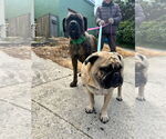 Small #2 Mastiff Mix