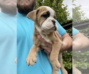English Bulldog Puppy for sale in SPENCER, TN, USA