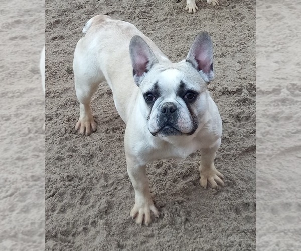 Medium Photo #1 French Bulldog Puppy For Sale in CARTHAGE, TX, USA
