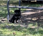 Small Photo #4 German Shepherd Dog Puppy For Sale in E LAURINBURG, NC, USA