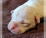 Small Photo #4 American Bulldog Puppy For Sale in MILLS RIVER, NC, USA