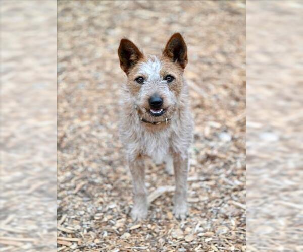 Medium Photo #1 Texas Heeler-Unknown Mix Puppy For Sale in Santa Cruz, CA, USA