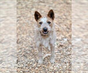 Texas Heeler-Unknown Mix Dogs for adoption in Santa Cruz, CA, USA