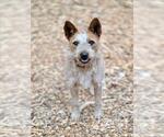 MOANA - Female Texas Heeler-Unknown Mix Dog for Adoption - Small photo