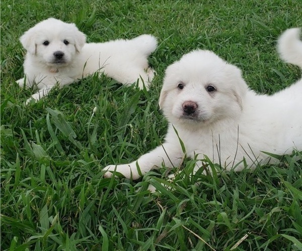 Medium Photo #12 Great Pyrenees Puppy For Sale in SHELBYVILLE, TN, USA
