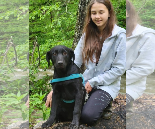 Medium Photo #2 Labrador Retriever-Unknown Mix Puppy For Sale in Garden City, NY, USA