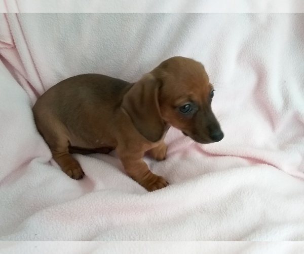 Medium Photo #2 Dachshund Puppy For Sale in LAUREL, MS, USA