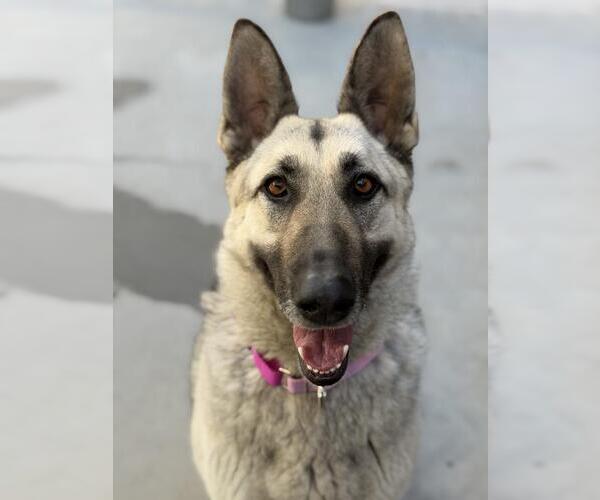 Medium Photo #2 German Shepherd Dog Puppy For Sale in Santa Maria, CA, USA