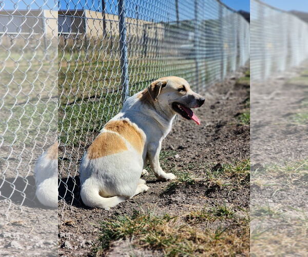 Medium Photo #3 Pembroke Welsh Corgi-Unknown Mix Puppy For Sale in Chinook, MT, USA