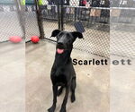 Small Great Dane-Labrador Retriever Mix