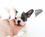 Small Photo #6 French Bulldog Puppy For Sale in PORT SAINT LUCIE, FL, USA