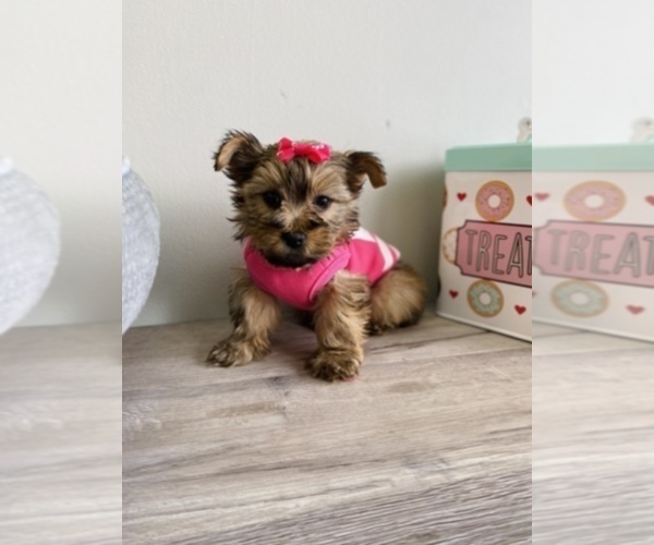 Medium Photo #8 Shorkie Tzu Puppy For Sale in JACKSON, MI, USA