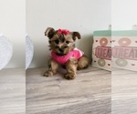 Small Photo #8 Shorkie Tzu Puppy For Sale in JACKSON, MI, USA