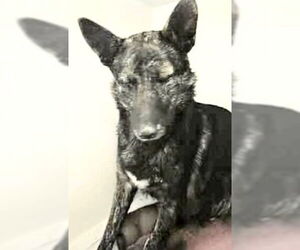 Mutt Dogs for adoption in Houston, TX, USA