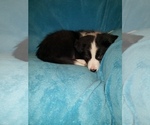 Small Photo #4 Border Collie Puppy For Sale in AIKEN, SC, USA