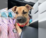 Small #2 American Staffordshire Terrier-Labrador Retriever Mix