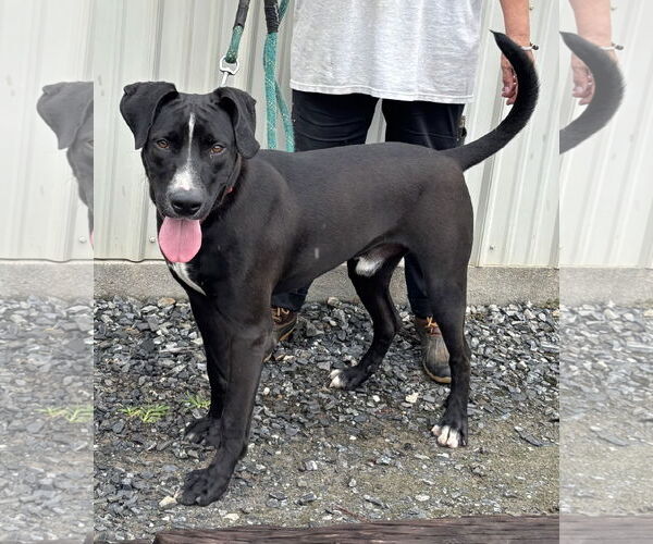 Medium Photo #9 Mutt Puppy For Sale in Rustburg, VA, USA