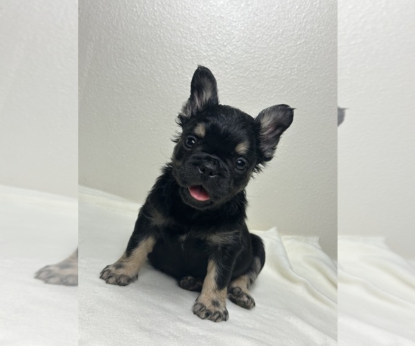 Medium Photo #12 French Bulldog Puppy For Sale in LOS ANGELES, CA, USA