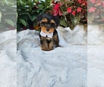 Small #1 Yorkshire Terrier