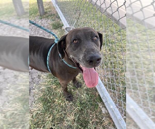 Medium Photo #2 German Shorthaired Pointer-Unknown Mix Puppy For Sale in Corpus Christi, TX, USA