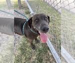 Small #1 German Shorthaired Pointer Mix