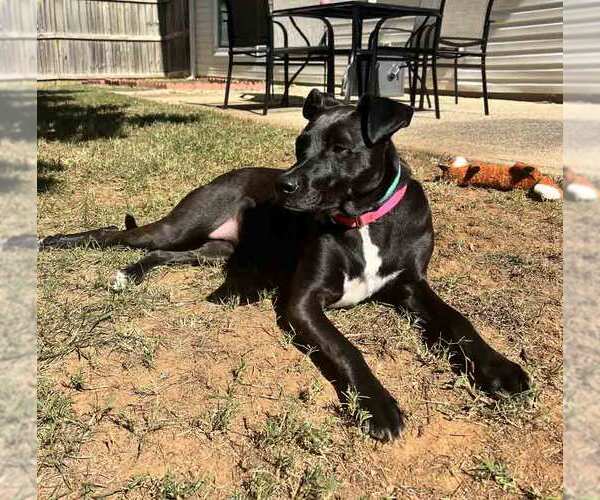 Medium Photo #6 Labrador Retriever-Unknown Mix Puppy For Sale in Kennesaw, GA, USA