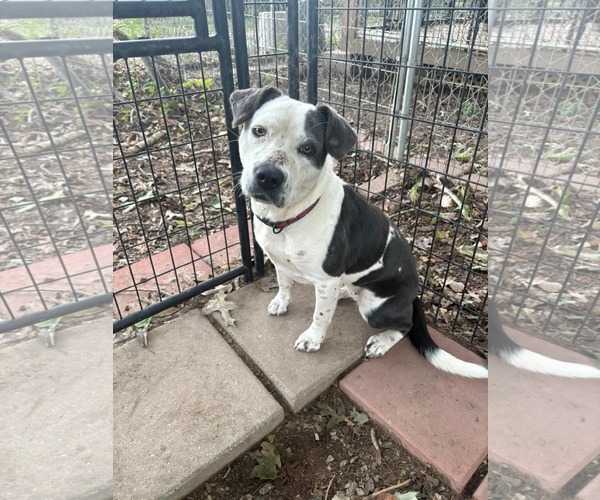 Medium Photo #1 Mutt Puppy For Sale in Woodbury, NY, USA