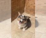 Image preview for Ad Listing. Nickname: Lolas Bluie