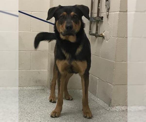 Medium Photo #1 Shepradors Puppy For Sale in Conroe, TX, USA