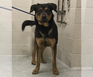 Shepradors Dogs for adoption in Conroe, TX, USA