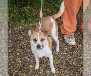Pickles - Male Jack Russell Terrier Dog for Adoption - Photo #3