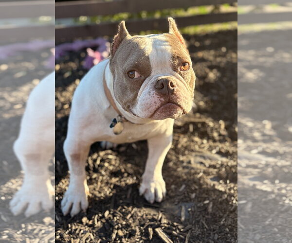 Medium Photo #4 American Staffordshire Terrier-French Bulldog Mix Puppy For Sale in Berkeley, CA, USA