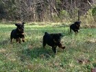 Small Photo #9 Rottweiler Puppy For Sale in VONORE, TN, USA