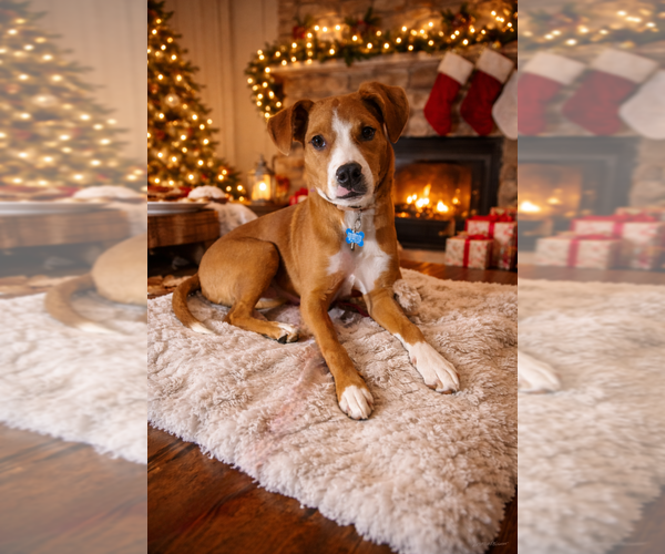 Medium Photo #1 Beagle-Unknown Mix Puppy For Sale in Springdale, PA, USA