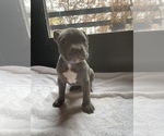 Small Photo #4 American Bully Puppy For Sale in SOMERSET, KY, USA