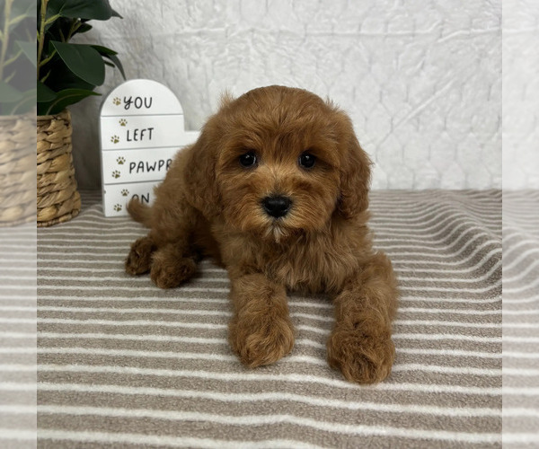 Medium Photo #7 Cavapoo Puppy For Sale in GREENFIELD, IN, USA