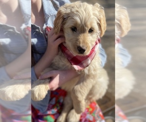 Goldendoodle Puppy for sale in CHANDLER, TX, USA