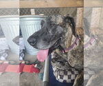 Small Great Dane