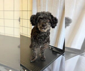 Mutt Dogs for adoption in Downey, CA, USA