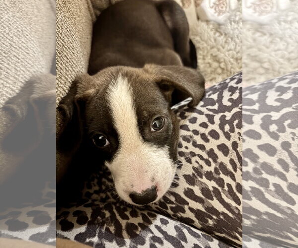 Medium Photo #3 American Pit Bull Terrier-Unknown Mix Puppy For Sale in Holly Springs, NC, USA