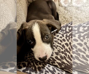 Pete - Male American Pit Bull Terrier-Unknown Mix Dog for Adoption - Photo #3