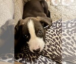Small #2 American Pit Bull Terrier Mix