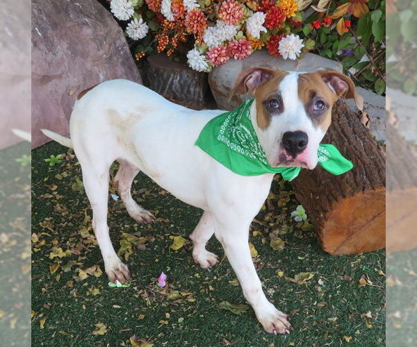Medium Photo #2 Mutt Puppy For Sale in Oklahoma City, OK, USA