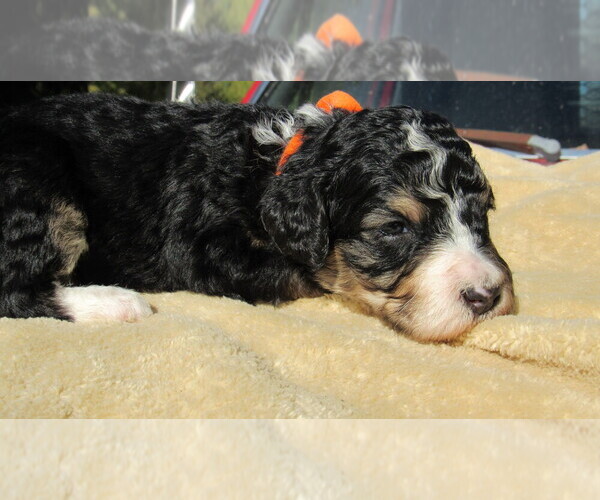 Medium Photo #7 Bernedoodle Puppy For Sale in BIG ROCK, IL, USA