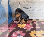 Small #7 Beagle