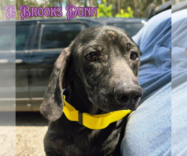 Medium Photo #3 Dachshund Puppy For Sale in San Antonio, TX, USA