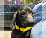Small #2 Dachshund