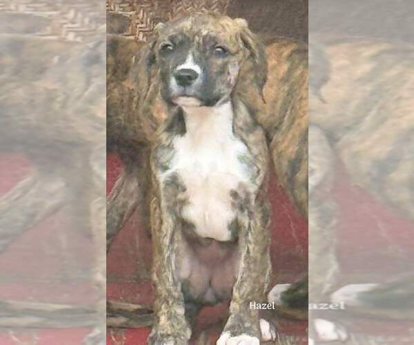 Medium Photo #7 Labrador Retriever-Unknown Mix Puppy For Sale in New York, NY, USA